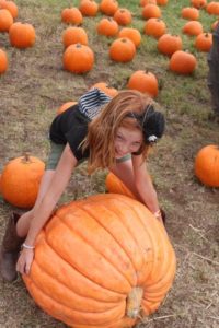 A little girl trying to lift a giant pumpkin.